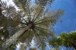 cabbage-tree;cabbage-trees;cyathea;Cyathea-dealbata;fern;ferns;frond;fronds;N.Z.;national-park;national-parks;New-Zealand;NZ;Paparoa-N.P.;Paparoa-National-Park;Paparoa-NP;ponga;pongas;Punakaiki;punga;pungas;S.I.;SI;Silver-Fern;Silver-Ferns;South-Island;tree-fern;tree-ferns;West-Coast;Westland