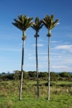 3;endemic;N.Z.;native;native-plant;native-plants;natives;natural;nature;New-Zealand;nikau;nikau-palm;nikau-palms;nikaus;NZ;palm;palm-tree;palm-trees;palms;plant;plants;Punakaiki;Rhopalostylis-sapida;S.I.;SI;South-Island;three;West-Coast;Westland