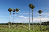 6;endemic;N.Z.;native;native-plant;native-plants;natives;natural;nature;New-Zealand;nikau;nikau-palm;nikau-palms;nikaus;NZ;palm;palm-tree;palm-trees;palms;plant;plants;Punakaiki;Rhopalostylis-sapida;S.I.;SI;six;South-Island;West-Coast;Westland