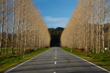 avenue;avenues;Buller-District;Buller-Region;centre-line;centre-lines;centreline;centrelines;driving;highway;highways;Maruia;New-Zealand;NZ;open-road;open-roads;road;road-trip;roads;S.I.;South-Is;South-Island;state-highway-65;state-highway-sixty-five;Sth-Is;straight;transport;transportation;travel;traveling;travelling;tree;trees;trip;vanishing-point;West-Coast
