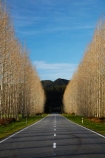 avenue;avenues;Buller-District;Buller-Region;centre-line;centre-lines;centreline;centrelines;driving;highway;highways;New-Zealand;NZ;open-road;open-roads;road;road-trip;roads;S.I.;South-Is;South-Island;state-highway-65;state-highway-sixty-five;Sth-Is;straight;transport;transportation;travel;traveling;travelling;tree;trees;trip;vanishing-point;West-Coast