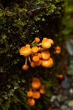 fungi;fungus;funguses;Haast-Pass;Mount-Aspiring-National-Park;Mt-Aspiring-N.P.;Mt-Aspiring-National-Park;Mt-Aspiring-NP;mushroom;mushrooms;N.Z.;national-park;national-parks;New-Zealand;NZ;orange;Pleasant-Flat;Pleasant-Flat-Bush-Walk;Pleasant-Flat-track;S.I.;SI;South-Is;South-Island;Sth-Is;toadstool;toadstools;West-Coast;Westland