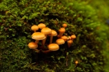 fungi;fungus;funguses;Haast-Pass;Mount-Aspiring-National-Park;Mt-Aspiring-N.P.;Mt-Aspiring-National-Park;Mt-Aspiring-NP;mushroom;mushrooms;N.Z.;national-park;national-parks;New-Zealand;NZ;orange;Pleasant-Flat;Pleasant-Flat-Bush-Walk;Pleasant-Flat-track;S.I.;SI;South-Is;South-Island;Sth-Is;toadstool;toadstools;West-Coast;Westland