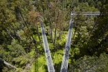 aerial-walkway;aerial-walkways;aerials-walkways;bridge;bridges;bush;canopy;canopy-walk;eco-tourism;ecotourism;elevated-walkway;elevated-walkways;engineering;forest;forest-canopy;forests;high;high-up;Hokitika;lush;luxuriant;N.Z.;native-bush;native-forest;native-forests;native-tree;native-trees;native-woods;natural;nature;New-Zealand;NZ;plant;plants;rain-forest;rain-forests;rain_forests;rainforest;rainforest-canopy;rainforest-walk;rainforests;S.I.;SI;South-Is;South-Island;steel;Sth-Is;structure;structures;tourism;travel;tree;Tree-top-Walk;Tree-top-Walkway;tree-trunk;tree-trunks;Tree_top-Walk;Tree_top-Walkway;trees;Treetop-Walk;Treetop-Walkway;walkway;walkways;West-Coast;West-Coast-Treetop-Walk;West-Coast-Treetop-Walkway;Westland;wood;woods