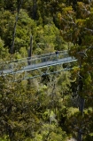 aerial-walkway;aerial-walkways;aerials-walkways;bridge;bridges;bush;canopy;canopy-walk;eco-tourism;ecotourism;elevated-walkway;elevated-walkways;engineering;forest;forest-canopy;forests;high;high-up;Hokitika;lush;luxuriant;M.R.;model-release;model-released;MR;N.Z.;native-bush;native-forest;native-forests;native-tree;native-trees;native-woods;natural;nature;New-Zealand;NZ;plant;plants;rain-forest;rain-forests;rain_forests;rainforest;rainforest-canopy;rainforest-walk;rainforests;S.I.;SI;South-Is;South-Island;steel;Sth-Is;structure;structures;tourism;travel;tree;Tree-top-Walk;Tree-top-Walkway;tree-trunk;tree-trunks;Tree_top-Walk;Tree_top-Walkway;trees;Treetop-Walk;Treetop-Walkway;walkway;walkways;West-Coast;West-Coast-Treetop-Walk;West-Coast-Treetop-Walkway;Westland;wood;woods