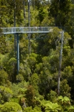 aerial-walkway;aerial-walkways;aerials-walkways;bridge;bridges;bush;canopy;canopy-walk;eco-tourism;ecotourism;elevated-walkway;elevated-walkways;engineering;forest;forest-canopy;forests;high;high-up;Hokitika;lush;luxuriant;N.Z.;native-bush;native-forest;native-forests;native-tree;native-trees;native-woods;natural;nature;New-Zealand;NZ;plant;plants;rain-forest;rain-forests;rain_forests;rainforest;rainforest-canopy;rainforest-walk;rainforests;S.I.;SI;South-Is;South-Island;steel;Sth-Is;structure;structures;tourism;tourist;tourists;travel;tree;Tree-top-Walk;Tree-top-Walkway;tree-trunk;tree-trunks;Tree_top-Walk;Tree_top-Walkway;trees;Treetop-Walk;Treetop-Walkway;walkway;walkways;West-Coast;West-Coast-Treetop-Walk;West-Coast-Treetop-Walkway;Westland;wood;woods