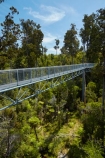 aerial-walkway;aerial-walkways;aerials-walkways;bridge;bridges;bush;canopy;canopy-walk;eco-tourism;ecotourism;elevated-walkway;elevated-walkways;engineering;forest;forest-canopy;forests;high;high-up;Hokitika;lush;luxuriant;N.Z.;native-bush;native-forest;native-forests;native-tree;native-trees;native-woods;natural;nature;New-Zealand;NZ;plant;plants;rain-forest;rain-forests;rain_forests;rainforest;rainforest-canopy;rainforest-walk;rainforests;S.I.;SI;South-Is;South-Island;steel;Sth-Is;structure;structures;tourism;travel;tree;Tree-top-Walk;Tree-top-Walkway;tree-trunk;tree-trunks;Tree_top-Walk;Tree_top-Walkway;trees;Treetop-Walk;Treetop-Walkway;walkway;walkways;West-Coast;West-Coast-Treetop-Walk;West-Coast-Treetop-Walkway;Westland;wood;woods