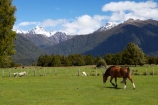 agricultural;agriculture;alp;alpine;alps;altitude;brown-horse;brown-horses;country;countryside;equestrian;farm;farming;farmland;farms;field;fields;Fox-Glacier;glacier;graze;grazing;high-altitude;Horse;horses;main-divide;meadow;meadows;mount;mountain;mountain-peak;mountainous;mountains;mountainside;mt;mt.;New-Zealand;paddock;paddocks;pasture;pastures;peak;peaks;range;ranges;rural;snow;snow-capped;snow_capped;snowcapped;snowy;South-Island;southern-alps;stock;summit;summits;West-Coast;westland