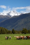 agricultural;agriculture;alp;alpine;alps;altitude;animal;animals;beef;cattle;country;countryside;cow;cows;farm;farming;farmland;farms;field;fields;Fox-Glacier;fur;grass;grassy;Herbivore;Herbivores;Herbivorous;herd;herds;high-altitude;Livestock;main-divide;mammal;mammals;meadow;meadows;mount;mountain;mountain-peak;mountainous;mountains;mountainside;mt;mt.;New-Zealand;paddock;paddocks;pasture;pastures;peak;peaks;range;ranges;rural;snow;snow-capped;snow_capped;snowcapped;snowy;South-Island;southern-alps;stock;summit;summits;West-Coast;westland