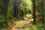 beautiful;beauty;bush;color;colors;colour;colours;endemic;fern;ferns;forest;forests;Fox-River;green;lush;native;native-bush;natives;natural;nature;new-zealand;Paparoa-National-Park;rain-forest;rain-forests;rain_forest;rain_forests;rainforest;rainforests;scene;scenic;south-island;timber;track;tracks;tree;tree-trunk;tree-trunks;trees;trunk;trunks;unspoilt;verdant;walking-track;walking-tracks;west-coast;westland;wilderness;wood;woods