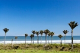 beach;coast;coastal;New-Zealand;Nikau;nikau-palm;Nikau-Palms;palm;palm-tree;palm-trees;palms;South-Island;tree;trees;west-coast;westland