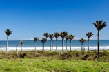 beach;coast;coastal;New-Zealand;Nikau;nikau-palm;Nikau-Palms;palm;palm-tree;palm-trees;palms;South-Island;tree;trees;west-coast;westland