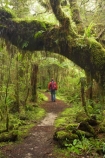 beautiful;beauty;bush;endemic;fern;ferns;forest;forests;green;hike;hiker;hikers;hiking;Kahurangi-National-Park;Karamea;lush;Moira-Gate-Arch;moss;mosses;mossy;national-park;national-parks;native;native-bush;natives;natural;nature;New-Zealand;Nothofagus;Oparara-Basin;people;person;ponga;pongas;punga;pungas;rain-forest;rain-forests;rain_forest;rain_forests;rainforest;rainforests;scene;scenic;South-Island;southern-beeches;timber;Track;tracks;tree;tree-fern;tree-ferns;tree-trunk;tree-trunks;trees;trunk;trunks;verdant;walker;walkers;walking;walking-track;walking-tracks;West-Coast;Westland;wood;woods