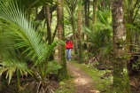 beautiful;beauty;bush;endemic;fern;ferns;forest;forests;Great-Walk;green;Heaphy-Track;hike;hiker;hikers;hiking;Kahurangi-National-Park;Karamea;lush;national-park;national-parks;native;native-bush;natives;natural;nature;New-Zealand;nikau;nikau-palm;nikaus;Nothofagus;people;person;ponga;pongas;punga;pungas;rain-forest;rain-forests;rain_forest;rain_forests;rainforest;rainforests;scene;scenic;South-Island;southern-beeches;tramp;tramper;trampers;tramping;tree;tree-fern;tree-ferns;trees;trek;treker;trekers;treking;trekker;trekkers;trekking;verdant;walk;walker;walkers;walking;West-Coast;Westland