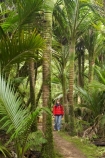 beautiful;beauty;bush;endemic;fern;ferns;forest;forests;Great-Walk;green;Heaphy-Track;hike;hiker;hikers;hiking;Kahurangi-National-Park;Karamea;lush;national-park;national-parks;native;native-bush;natives;natural;nature;New-Zealand;nikau;nikau-palm;nikaus;Nothofagus;people;person;ponga;pongas;punga;pungas;rain-forest;rain-forests;rain_forest;rain_forests;rainforest;rainforests;scene;scenic;South-Island;southern-beeches;tramp;tramper;trampers;tramping;tree;tree-fern;tree-ferns;trees;trek;treker;trekers;treking;trekker;trekkers;trekking;verdant;walk;walker;walkers;walking;West-Coast;Westland