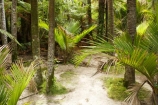 beautiful;beauty;bush;endemic;fern;ferns;forest;forests;Great-Walk;green;Heaphy-Track;Kahurangi-National-Park;Karamea;lush;national-park;national-parks;native;native-bush;natives;natural;nature;New-Zealand;nikau;nikau-palm;nikaus;Nothofagus;ponga;pongas;punga;pungas;rain-forest;rain-forests;rain_forest;rain_forests;rainforest;rainforests;scene;scenic;South-Island;southern-beeches;tree;tree-fern;tree-ferns;trees;verdant;West-Coast;Westland