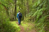 beautiful;beauty;bush;endemic;Fenian-Track;forest;forests;green;hike;hiker;hikers;hiking;Kahurangi-National-Park;Karamea;lush;moss;mosses;mossy;national-park;national-parks;native;native-bush;natives;natural;nature;New-Zealand;people;person;rain-forest;rain-forests;rain_forest;rain_forests;rainforest;rainforests;scene;scenic;South-Island;track;tracks;tramp;tramper;trampers;tramping;tree;trees;trek;treker;trekers;treking;trekker;trekkers;trekking;verdant;walk;walker;walkers;walking;walking-track;walking-tracks;West-Coast;Westland
