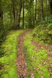 beautiful;beauty;bush;endemic;Fenian-Track;forest;forests;green;Kahurangi-National-Park;Karamea;lush;moss;mosses;mossy;national-park;national-parks;native;native-bush;natives;natural;nature;New-Zealand;rain-forest;rain-forests;rain_forest;rain_forests;rainforest;rainforests;scene;scenic;South-Island;track;tracks;tree;trees;verdant;walking-track;walking-tracks;West-Coast;Westland