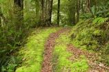 beautiful;beauty;bush;endemic;Fenian-Track;forest;forests;green;Kahurangi-National-Park;Karamea;lush;moss;mosses;mossy;national-park;national-parks;native;native-bush;natives;natural;nature;New-Zealand;rain-forest;rain-forests;rain_forest;rain_forests;rainforest;rainforests;scene;scenic;South-Island;track;tracks;tree;trees;verdant;walking-track;walking-tracks;West-Coast;Westland