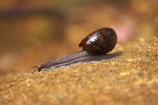 Giant-Carnivorous-Land-Snail;Kahurangi-National-Park;Karamea;national-park;national-parks;New-Zealand;Oparara-Basin;Powelliphanta-annectens;snail;snails;South-Island;West-Coast;Westland