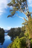 Blue-River;calm;eco-tourism;eco-tourist;eco-tourists;eco_tourism;eco_tourist;eco_tourists;ecotourism;ecotourist;ecotourists;lake;Lake-Moeraki;lakes;Moeraki-River;n.z.;native;natural;natural-scenery;nature;new-zealand;nz;placid;quiet;reflection;reflections;river;rivers;S.I.;scene;serene;SI;smooth;South-Island;still;tranquil;water;west-coast;westland