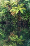 beautiful;beauty;Beech-Forest;Blue-River;bush;calm;cyathea;endemic;fern;ferns;forest;forests;frond;fronds;green;Moeraki-River;n.z.;native;native-bush;natives;natural;natural-scenery;nature;new-zealand;Nothofagus;nz;placid;ponga;pongas;punga;pungas;quiet;rain-forest;rain-forests;rain_forest;rain_forests;rainforest;rainforests;reflection;reflections;river;rivers;S.I.;scene;scenic;serene;SI;smooth;South-Island;southern-beeches;still;timber;tranquil;tree;tree-fern;tree-ferns;trees;west-coast;westland;wood;woods