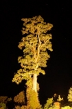 beautiful;beauty;bush;Dacrycarpus-dacrydioides;endemic;ervening;evening;floodlight;floodlighting;floodlights;floodlit;forest;forests;green;heritage-area;indigenous;kahikatea;kahikatea-tree;kahikatea-trees;light;lights;lit;N.Z.;native;native-bush;natives;natural;nature;New-Zealand;night;night-time;night_time;NZ;rain-forest;rain-forests;rain_forest;rain_forests;rainforest;rainforests;S.I.;scene;scenic;SI;South-Island;spotlight;tall;te-wahi-pounamu;te-wahipounamu;te-wahipounamu-south_west-new-zealand-world-heritage-area;timber;tree;tree-trunk;tree-trunks;trees;trunk;trunks;West-Coast;Westland;white-pine;white-pines;wood;woods;world-heirtage-site;world-heirtage-sites;world-heritage-area;world-heritage-areas