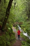 bridge;bridges;brook;brooks;creek;creeks;fern;ferns;flora;flow;foot-bridge;foot-bridges;footbridge;footbridges;forest;forestry;forests;green;hike;hiker;hikers;hiking;hiking-track;hiking-tracks;Lewis-Pass-Road;lush;N.Z.;native-bush;New-Zealand;NZ;outdoor;outdoors;pedestrian-bridge;pedestrian-bridges;people;person;S.I.;SI;South-Is.;South-Island;Springs-Junction;stream;streams;track;tracks;tramp;tramper;trampers;tramping;trek;treker;trekers;treking;trekker;trekkers;trekking;undergrowth;walk;walker;walkers;walking;walking-track;walking-tracks;water;watercourse;Waterfall-Walk-Track;Wesl-Coast;Westland;wet