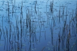 abstract;calm;lake;Lake-Mahinapua;lakes;N.Z.;New-Zealand;NZ;pattern;patterns;placid;quiet;reed;reeds;reflection;reflections;S.I.;serene;SI;smooth;South-Is.;South-Island;stick;sticks;still;tranquil;water;Wesl-Coast;Westland