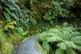 beautiful;beauty;bush;cyathea;endemic;fern;ferns;footpath;footpaths;forest;forests;frond;fronds;green;Lake-Matheson;N.Z.;native;native-bush;natives;natural;nature;New-Zealand;NZ;ponga;pongas;punga;pungas;rain-forest;rain-forests;rain_forest;rain_forests;rainforest;rainforests;S.I.;scene;scenic;SI;South-Is.;South-Island;track;tracks;tree-fern;tree-ferns;West-Coast;Westland