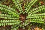 beautiful;beauty;Blechnum-fluviatile;bush;Creek-Fern;Creek-Ferns;endemic;fern;ferns;forest;forests;frond;fronds;green;heritage-area;kiwikiwi;N.Z.;native;native-bush;natives;natural;nature;New-Zealand;NZ;rain-forest;rain-forests;rain_forest;rain_forests;rainforest;rainforests;S.I.;scene;scenic;SI;South-Island;te-wahi-pounamu;te-wahipounamu;te-wahipounamu-south_west-new-zealand-world-heritage-area;West-Coast;Westland;wood;woods;world-heirtage-site;world-heirtage-sites;world-heritage-area;world-heritage-areas