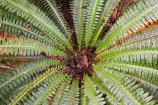 beautiful;beauty;Blechnum-discolor;bush;endemic;fern;forest;forests;frond;fronds;green;heritage-area;icon;icons;N.Z.;native;native-bush;natives;natural;nature;New-Zealand;NZ;radiate;rain-forest;rain-forests;rain_forest;rain_forests;rainforest;rainforests;S.I.;scene;scenic;SI;South-Island;symbol;symbols;te-wahi-pounamu;te-wahipounamu;te-wahipounamu-south_west-new-zealand-world-heritage-area;West-Coast;Westland;wood;woods;world-heirtage-site;world-heirtage-sites;world-heritage-area;world-heritage-areas