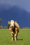 agricultural;agriculture;alp;alpine;alps;altitude;animal;animals;approaching-storm;beef;black-cloud;black-clouds;cattle;cloud;clouds;country;countryside;cow;cows;farm;farming;farmland;farms;field;fields;Fox-Glacier;fur;grass;grassy;gray-clouds;grey-clouds;Herbivore;Herbivores;Herbivorous;high-altitude;Livestock;main-divide;mammal;mammals;meadow;meadows;mount;mountain;mountain-peak;mountainous;mountains;mountainside;mt;mt.;New-Zealand;paddock;paddocks;pasture;pastures;peak;peaks;rain;rain-cloud;rain-clouds;range;ranges;rural;snow;South-Island;southern-alps;stock;storm;storm-cloud;storm-clouds;stormy;summit;summits;thunder-storm;thunder-storms;thunderstorm;thunderstorms;West-Coast;westland