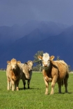 agricultural;agriculture;alp;alpine;alps;altitude;animal;animals;approaching-storm;beef;black-cloud;black-clouds;cattle;cloud;clouds;country;countryside;cow;cows;farm;farming;farmland;farms;field;fields;Fox-Glacier;fur;grass;grassy;gray-clouds;grey-clouds;Herbivore;Herbivores;Herbivorous;herd;herds;high-altitude;Livestock;main-divide;mammal;mammals;meadow;meadows;mount;mountain;mountain-peak;mountainous;mountains;mountainside;mt;mt.;New-Zealand;paddock;paddocks;pasture;pastures;peak;peaks;rain;rain-cloud;rain-clouds;range;ranges;rural;snow;South-Island;southern-alps;stock;storm;storm-cloud;storm-clouds;stormy;summit;summits;thunder-storm;thunder-storms;thunderstorm;thunderstorms;West-Coast;westland