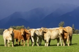 agricultural;agriculture;alp;alpine;alps;altitude;animal;animals;approaching-storm;beef;black-cloud;black-clouds;cattle;cloud;clouds;country;countryside;cow;cows;farm;farming;farmland;farms;field;fields;Fox-Glacier;fur;grass;grassy;gray-clouds;grey-clouds;Herbivore;Herbivores;Herbivorous;herd;herds;high-altitude;Livestock;main-divide;mammal;mammals;meadow;meadows;mount;mountain;mountain-peak;mountainous;mountains;mountainside;mt;mt.;New-Zealand;paddock;paddocks;pasture;pastures;peak;peaks;rain;rain-cloud;rain-clouds;range;ranges;rural;snow;South-Island;southern-alps;stock;storm;storm-cloud;storm-clouds;stormy;summit;summits;thunder-storm;thunder-storms;thunderstorm;thunderstorms;West-Coast;westland