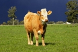 agricultural;agriculture;animal;animals;approaching-storm;beef;black-cloud;black-clouds;cattle;cloud;clouds;country;countryside;cow;cows;farm;farming;farmland;farms;field;fields;Fox-Glacier;fur;grass;grassy;gray-clouds;grey-clouds;Herbivore;Herbivores;Herbivorous;Livestock;mammal;mammals;meadow;meadows;New-Zealand;paddock;paddocks;pasture;pastures;rain;rain-cloud;rain-clouds;rural;South-Island;stock;storm;storm-cloud;storm-clouds;stormy;thunder-storm;thunder-storms;thunderstorm;thunderstorms;West-Coast;westland