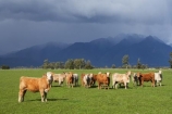 agricultural;agriculture;alp;alpine;alps;altitude;animal;animals;approaching-storm;beef;black-cloud;black-clouds;cattle;cloud;clouds;country;countryside;cow;cows;farm;farming;farmland;farms;field;fields;Fox-Glacier;fur;grass;grassy;gray-clouds;grey-clouds;Herbivore;Herbivores;Herbivorous;herd;herds;high-altitude;Livestock;main-divide;mammal;mammals;meadow;meadows;mount;mountain;mountain-peak;mountainous;mountains;mountainside;mt;mt.;New-Zealand;paddock;paddocks;pasture;pastures;peak;peaks;rain;rain-cloud;rain-clouds;range;ranges;rural;snow;South-Island;southern-alps;stock;storm;storm-cloud;storm-clouds;stormy;summit;summits;thunder-storm;thunder-storms;thunderstorm;thunderstorms;West-Coast;westland