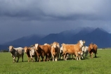 agricultural;agriculture;alp;alpine;alps;altitude;animal;animals;approaching-storm;beef;black-cloud;black-clouds;cattle;cloud;clouds;country;countryside;cow;cows;farm;farming;farmland;farms;field;fields;Fox-Glacier;fur;grass;grassy;gray-clouds;grey-clouds;Herbivore;Herbivores;Herbivorous;herd;herds;high-altitude;Livestock;main-divide;mammal;mammals;meadow;meadows;mount;mountain;mountain-peak;mountainous;mountains;mountainside;mt;mt.;New-Zealand;paddock;paddocks;pasture;pastures;peak;peaks;rain;rain-cloud;rain-clouds;range;ranges;rural;snow;South-Island;southern-alps;stock;storm;storm-cloud;storm-clouds;stormy;summit;summits;thunder-storm;thunder-storms;thunderstorm;thunderstorms;West-Coast;westland