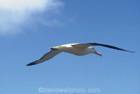 fly;flying;soar;glide;gliding;flight;wildlife;nature;rare;bird;birds;native;new-zealand;natural-history;Diomedea-epomophora;marine;eco-tourism;eco_tourism;ecotourism;bird_watching;bird-watching