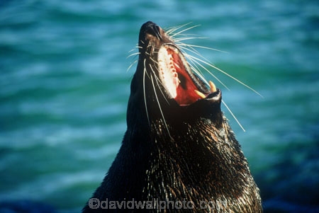 wildife;marine;mammal;nature;native;natural-history;otago-peninsula;mammals;Arctocephalus-forsteri;seal;seals;dunedin;new-zealand;nz;yawn;laugh;mouth;teeth;sand;beach;beaches;pointy-nose;whiskers;fur;snout;external-ears;acquatic;coastline;water,;sea;ocean;-