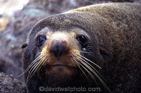 marine;mammal;new-zealand;native;wildlife;natural-history;otago-peninsula;seals;natural;nature;mammals;Arctocephalus-forsteri