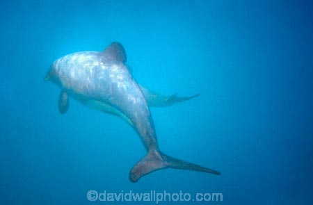 Cephalorhynchus-hectori;dolphins;dorsal;dorsal-fin;fin;fins;Lagenorhynchus-obscurus;mammal;ocean;pacific;sea;swim;swimming;swims;tail;tails;under-water;under_water;underwater;wildlife