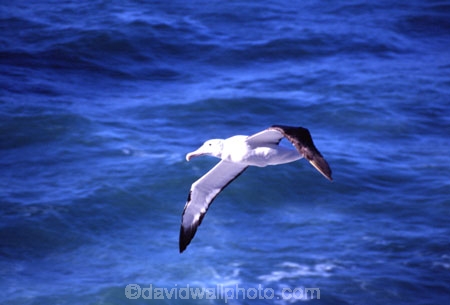 fly;flying;soar;soaring;glide;gliding;flight;wildlife;nature;rare;bird;birds;native;new-zealand;natural-history;wingspan;nomadic;colony;Diomedea-epomophora
