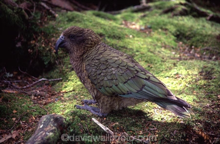 bird;birds;wildlife;native;feather;feathers;beak;beaks;nestor-notabilis;fauna;parrots