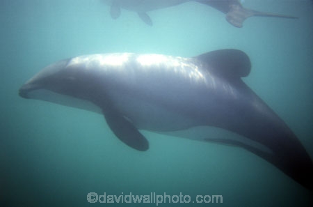 ocean;sea;pacific;splash;dolphins;underwater;swim;swimming;swims;under-water;under_water;fin;fins;dorsal;dorsal-fin;Cephalorhynchus-hectori