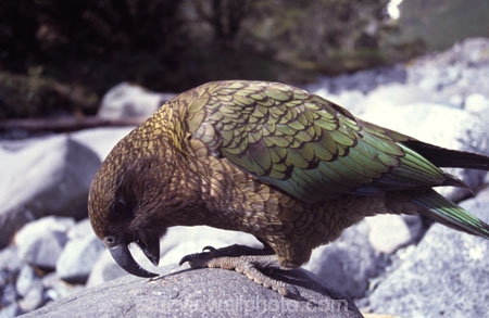 bird;birds;wildlife;native;feather;feathers;beak;beaks;nestor-notabilis;fauna;parrots