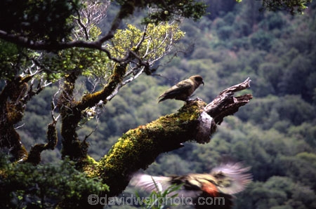 bird;birds;wildlife;native;feather;feathers;beak;beaks;nestor-notabilis;fauna;parrots