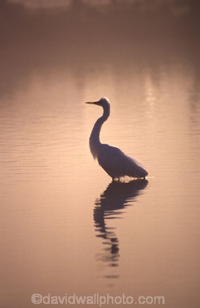 bird;bird-watcher;bird-watchers;birds;birdwatcher;birdwatching;Egretta-alba;estuaries;estuary;fauna;feather;feathers;herons;native;natives;natural