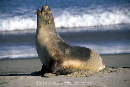 wildife;marine;mammal;nature;native;natural-history;otago-peninsula;mammals;Phocarctos-hookeri;seal;seals;dunedin;new-zealand;nz;yawn;laugh;mouth;teeth;sand;beach;beaches;sea-lion;sea-lions;sealion;sealions;hookers-sea-lion;hookers;hooker-sealion;yawn;yawns;laugh;laughs