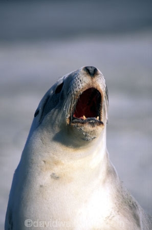wildife;marine;mammal;nature;native;natural-history;otago-peninsula;mammals;Phocarctos-hookeri;seal;seals;dunedin;new-zealand;nz;yawn;laugh;mouth;teeth;sand;beach;beaches;sea-lion;sea-lions;sealion;sealions;hookers-sea-lion;hookers;hooker-sealion;yawn;yawns;laugh;laughs